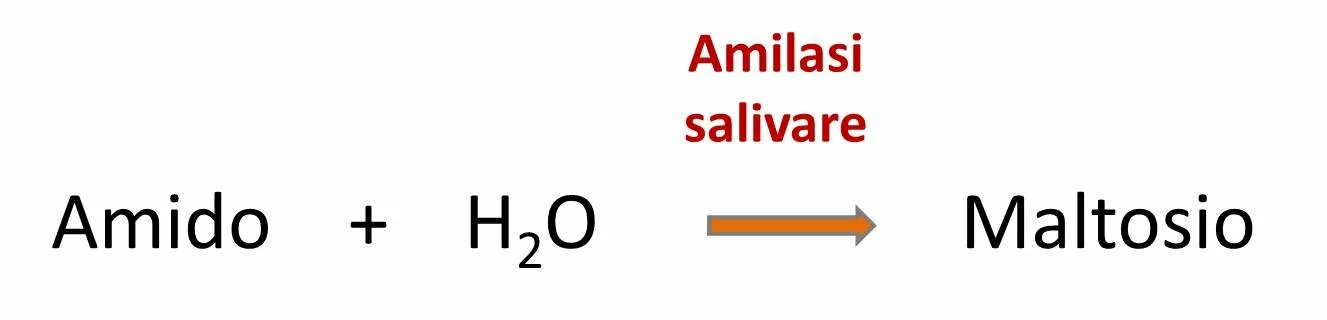 L'azione dell'enzima amilasi salivare