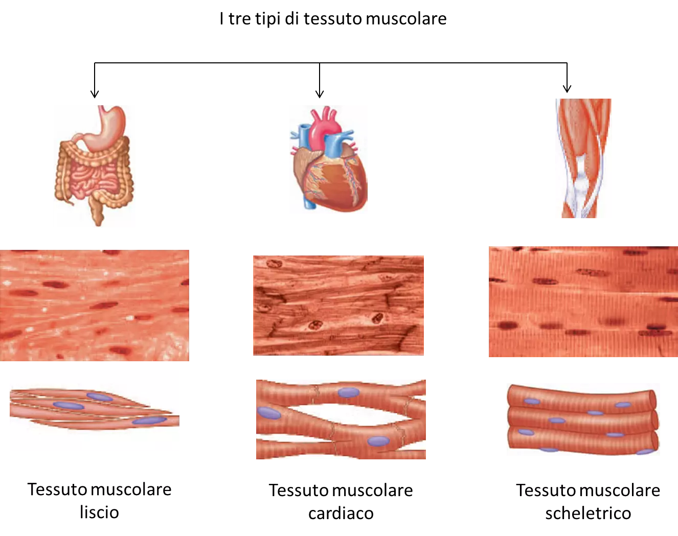 Ecco i tre tipi di tessuto muscolare dell'organismo umano